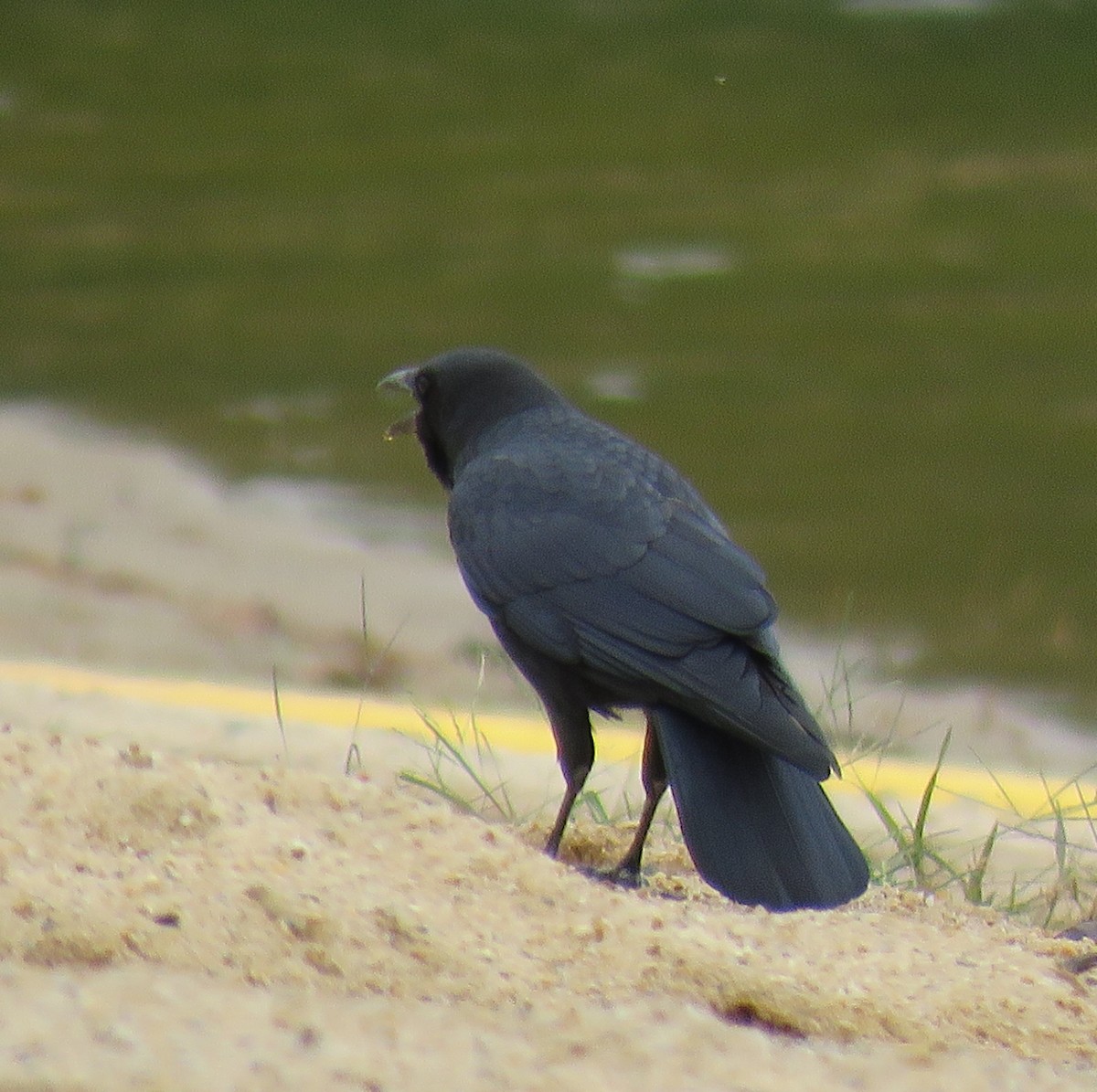 American Crow - ML499405781