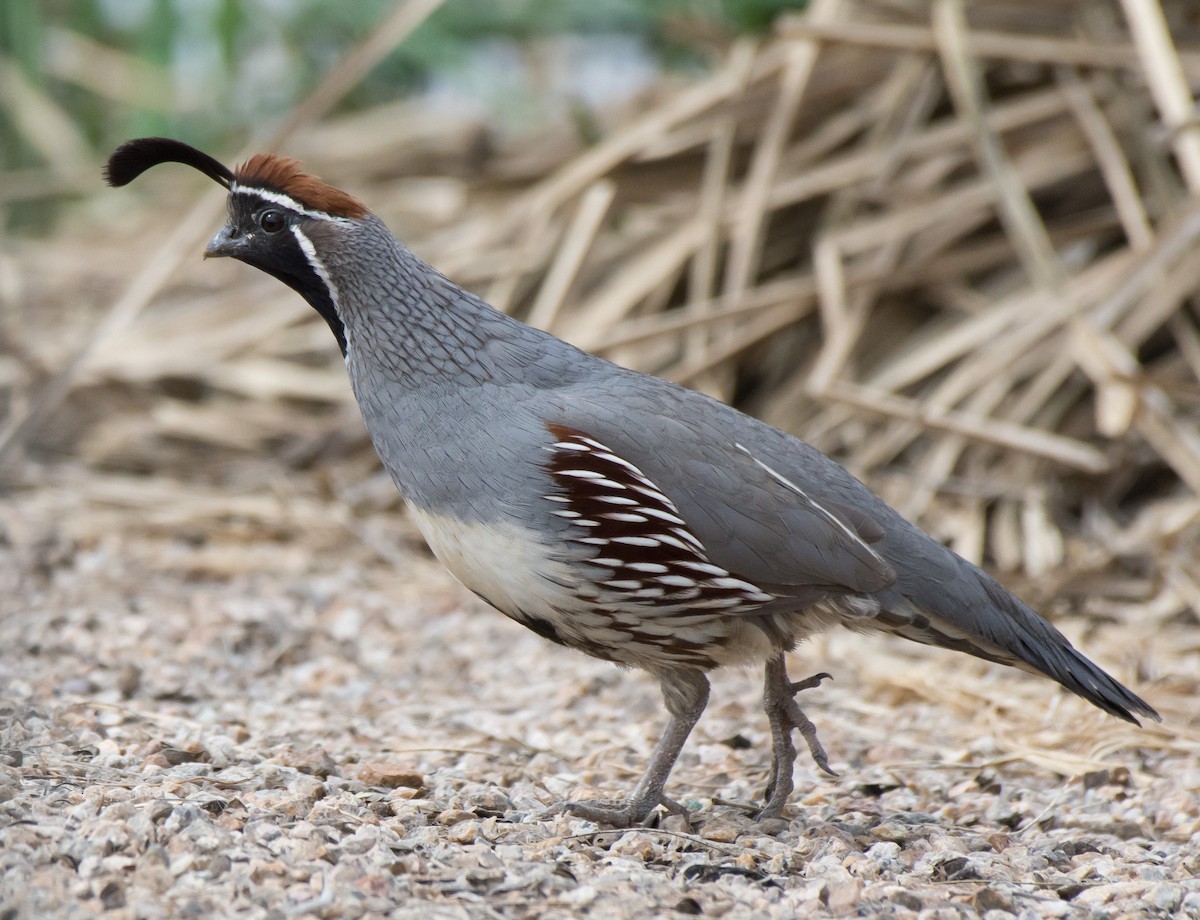 Gambel's Quail - Gordon Karre