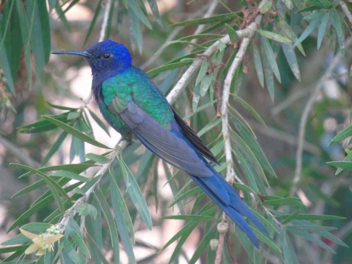 Swallow-tailed Hummingbird - WILLIAM MACIEL