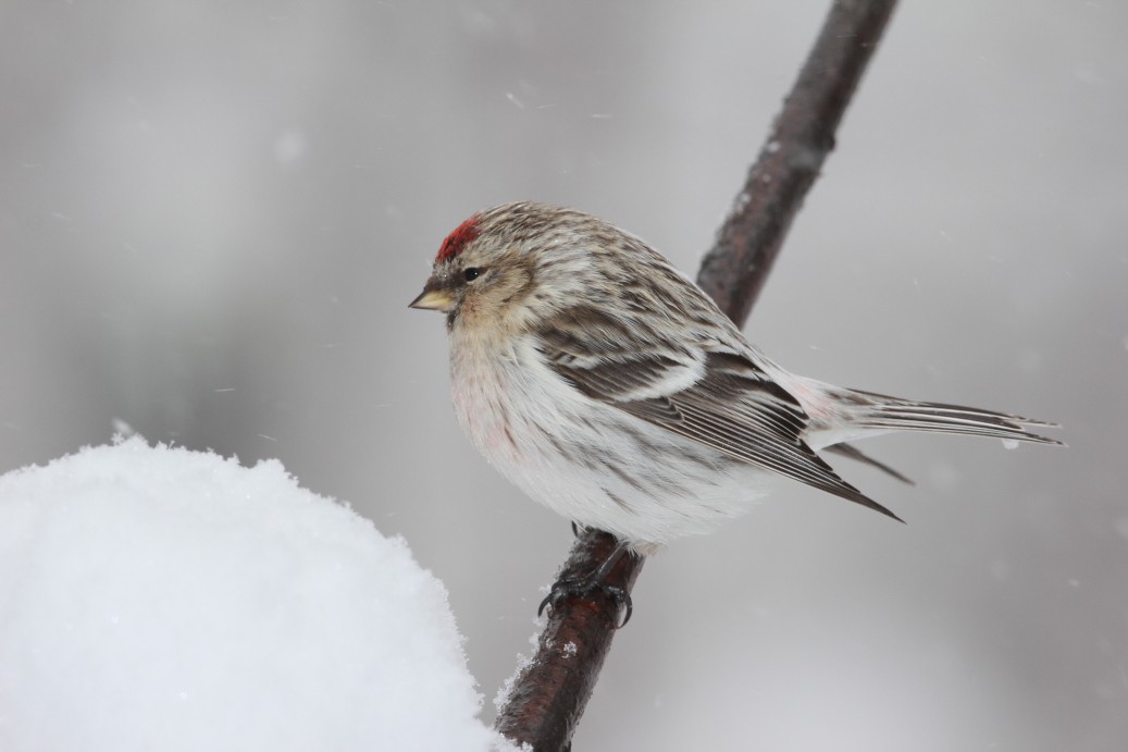 Hoary Redpoll - ML499406961