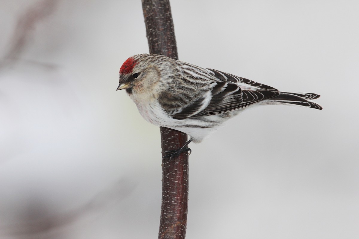 Hoary Redpoll - ML499407081