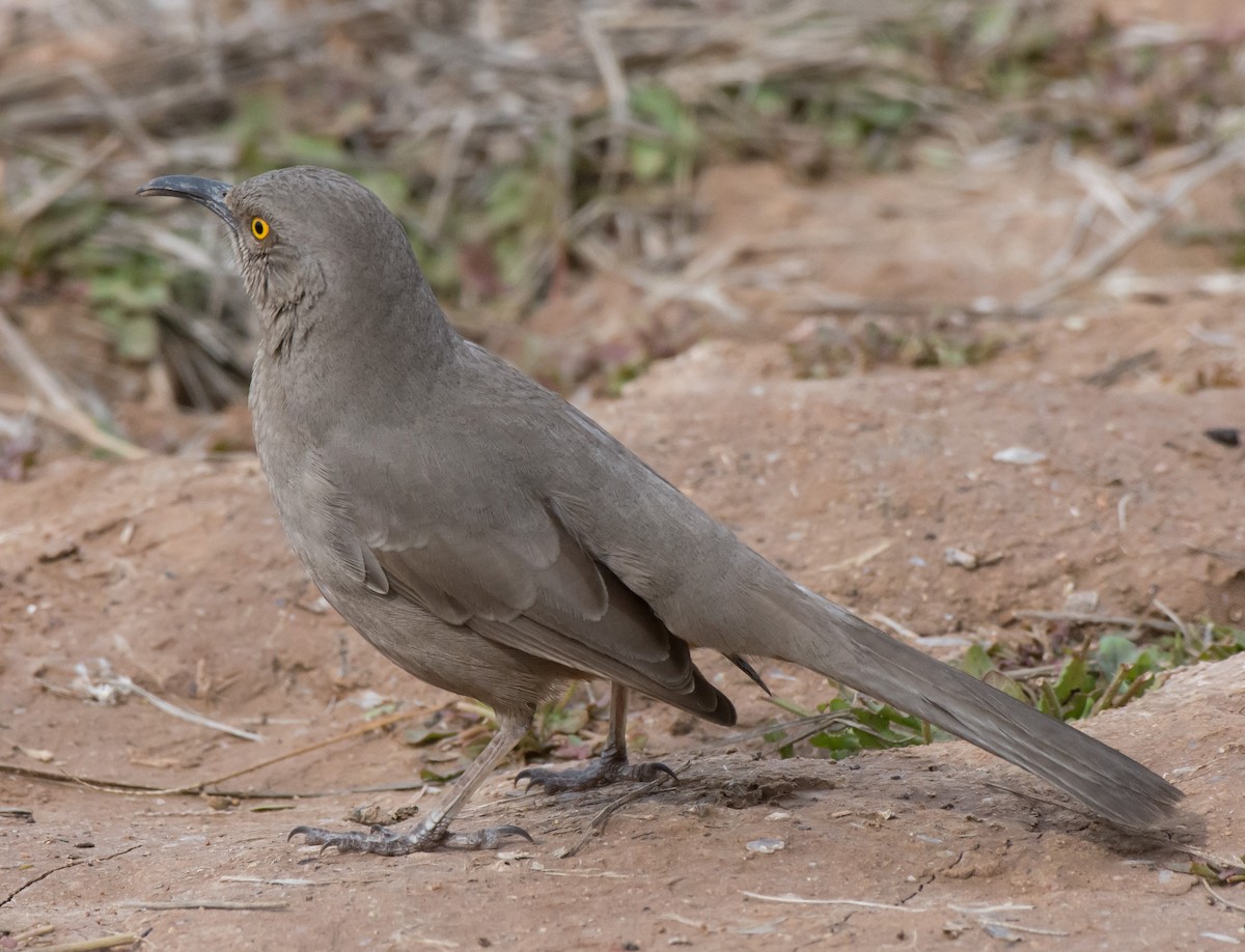 Curve-billed Thrasher (palmeri Group) - ML49940761