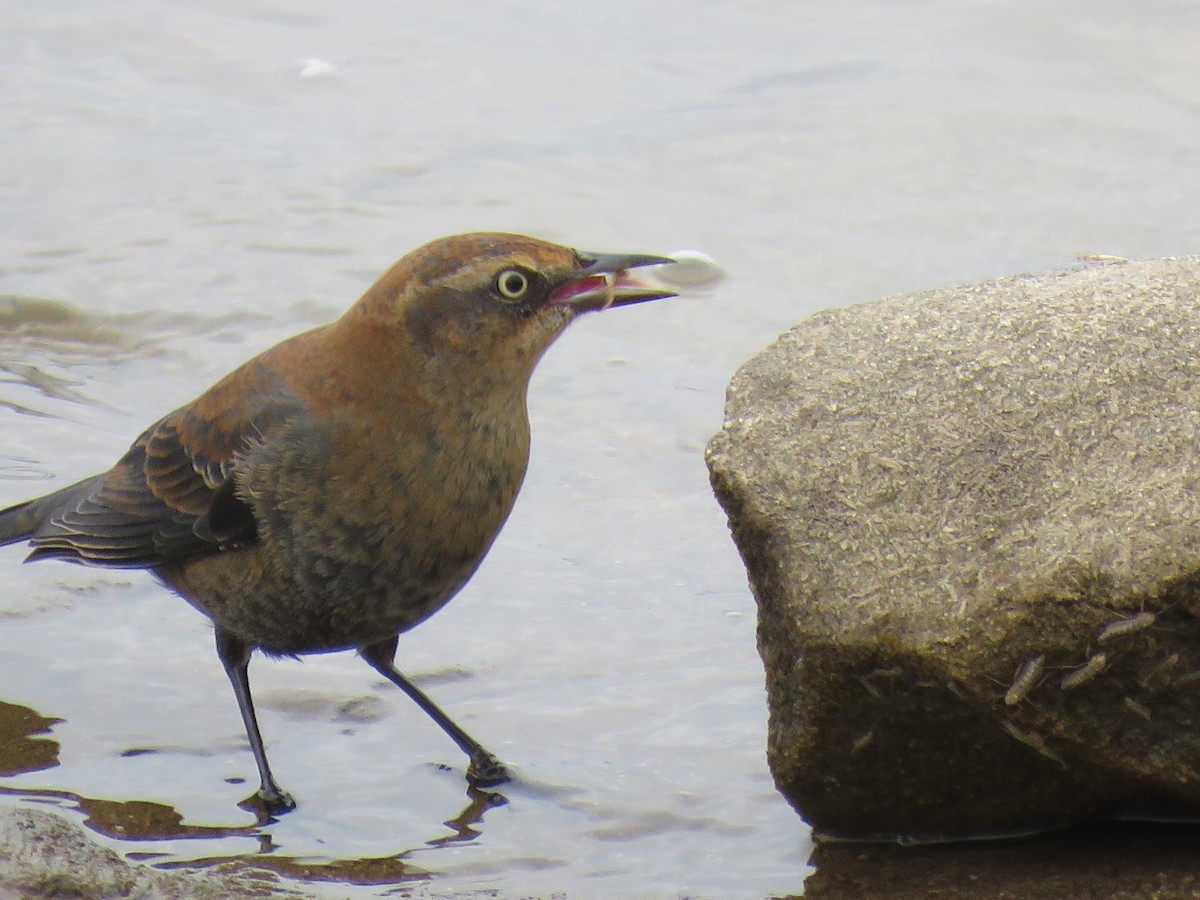 Rusty Blackbird - ML499407641