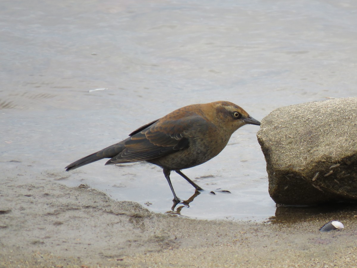 Rusty Blackbird - ML499407651