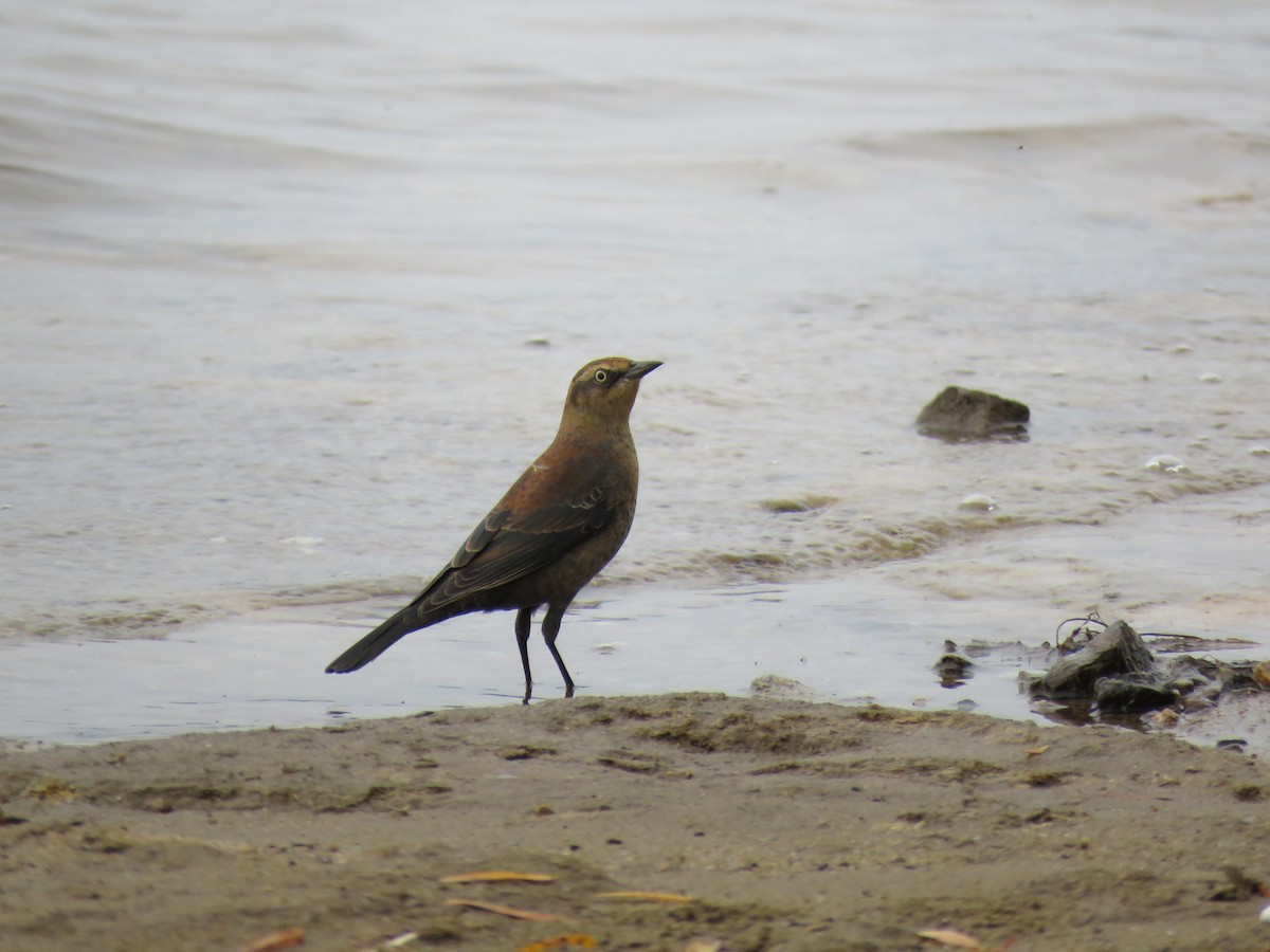 Rusty Blackbird - ML499407671