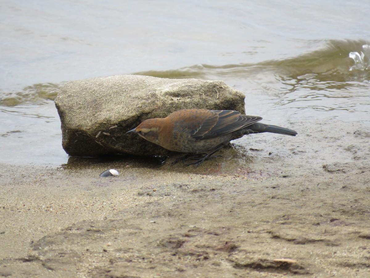 Rusty Blackbird - ML499407681