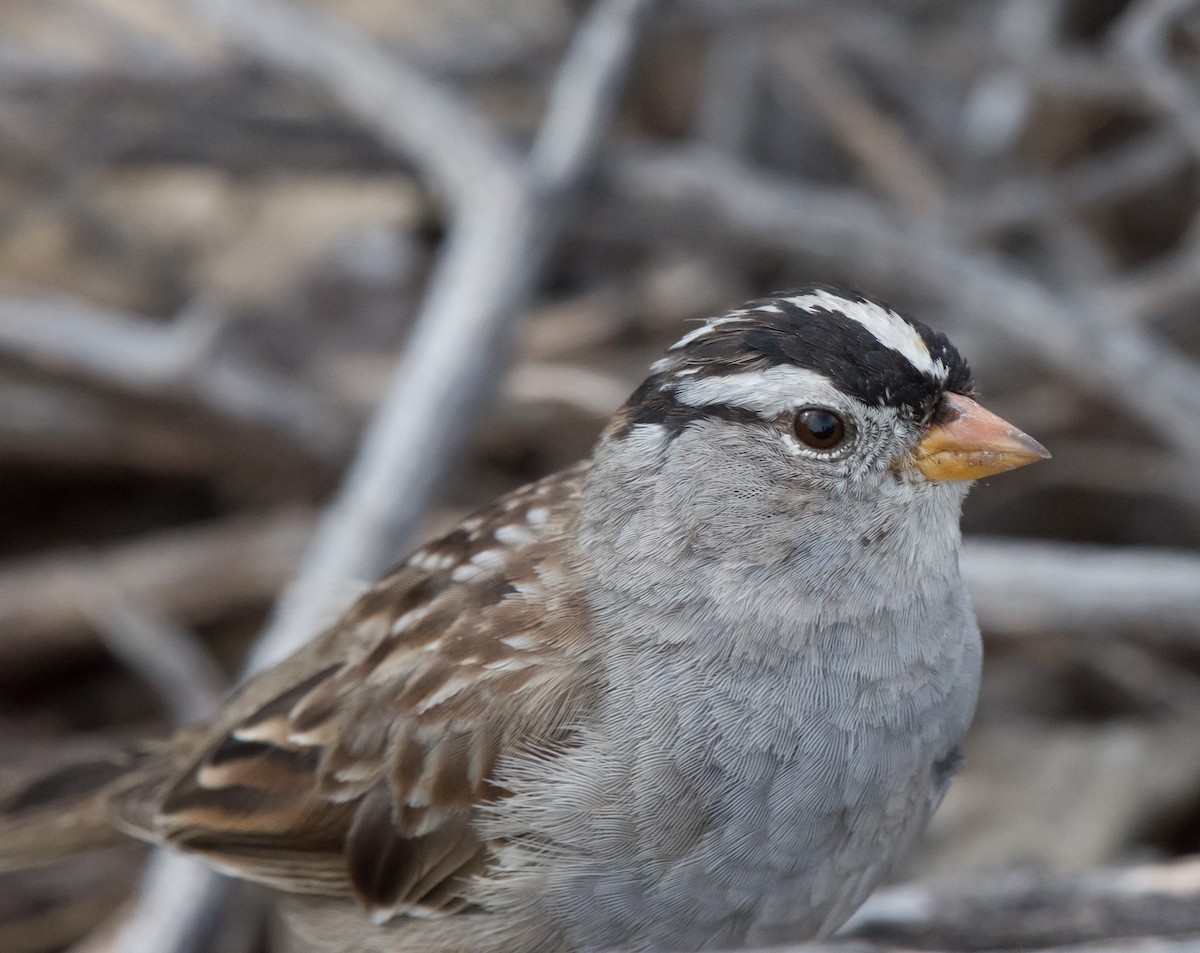 White-crowned Sparrow (Gambel's) - Gordon Karre