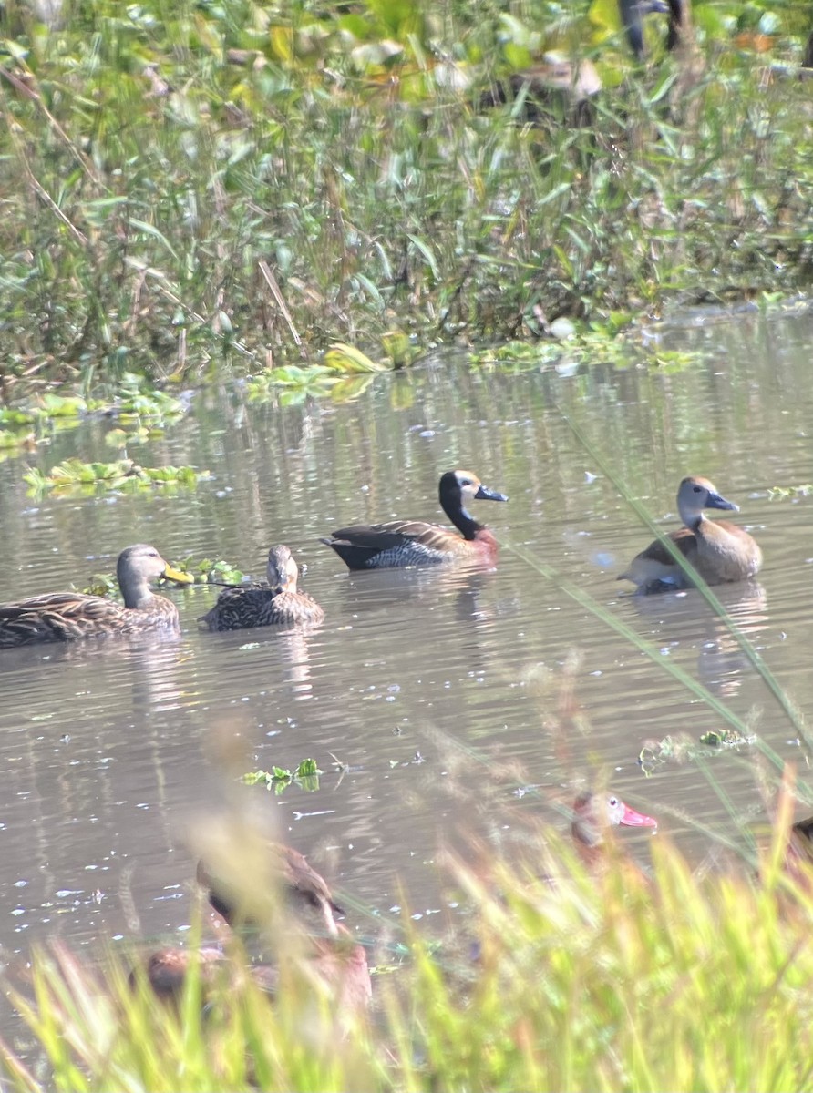 White-faced Whistling-Duck - ML499408111