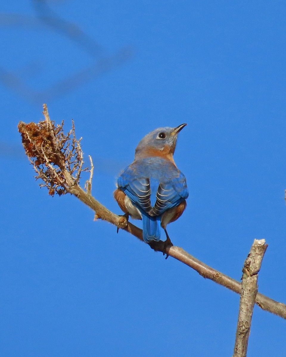 Eastern Bluebird - Scott Santino