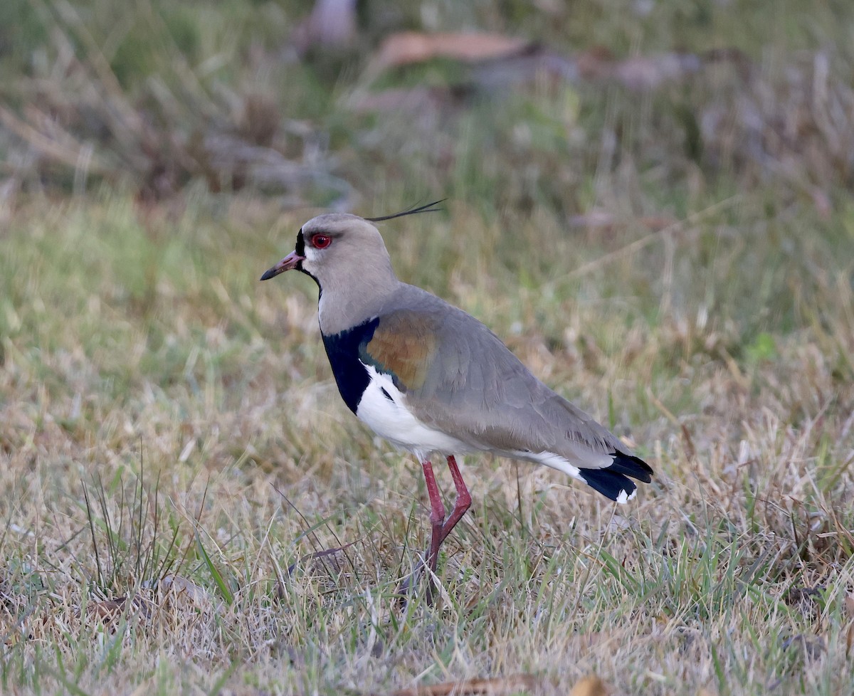 Southern Lapwing - Mandy Talpas -Hawaii Bird Tours