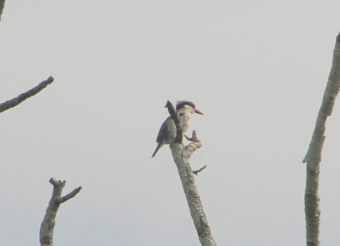 Striped Kingfisher - ML49941341