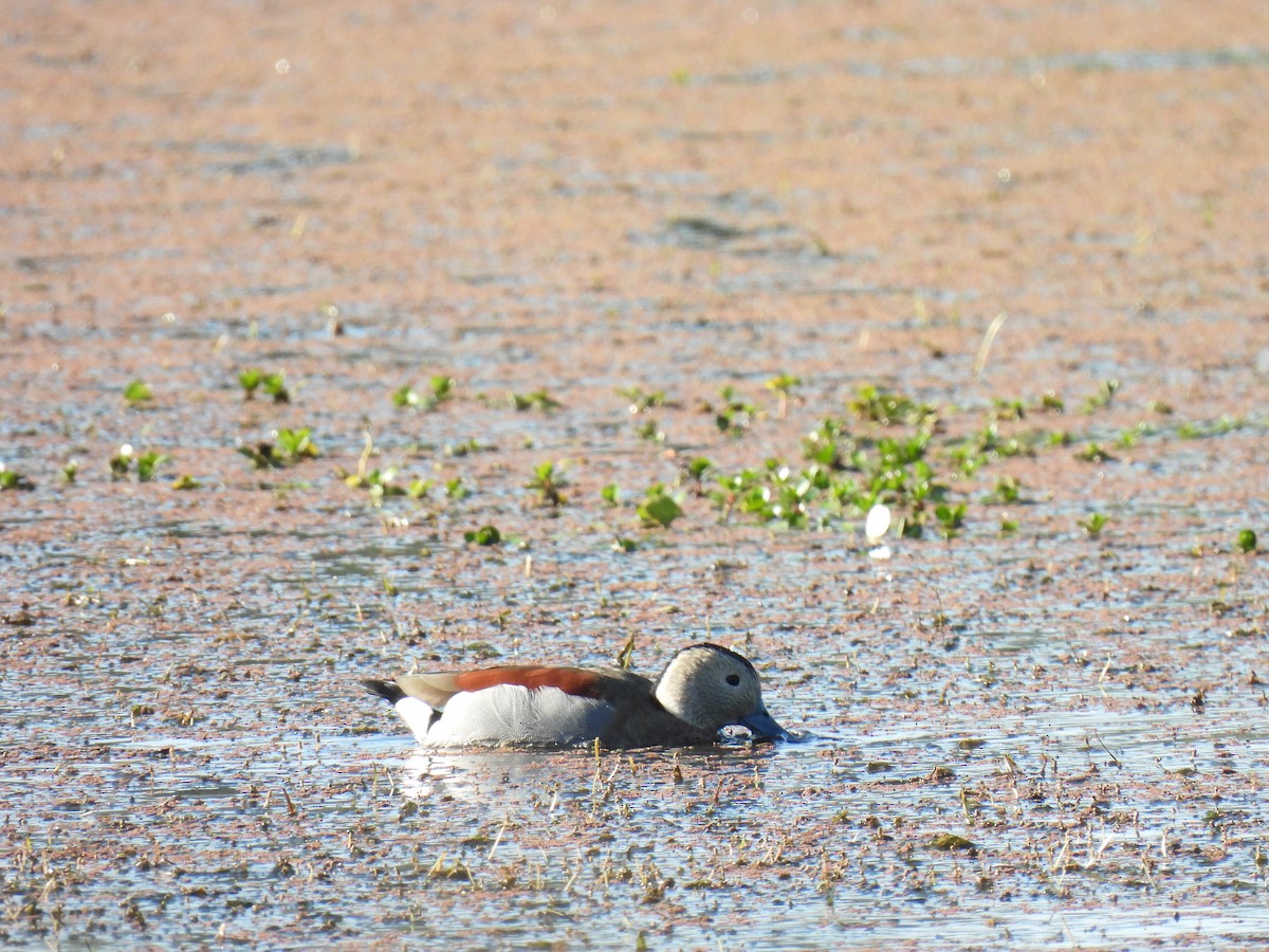 Ringed Teal - ML499414291