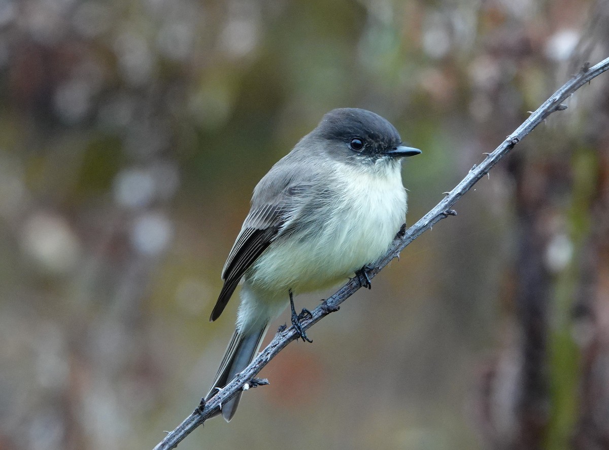 Eastern Phoebe - ML499414531