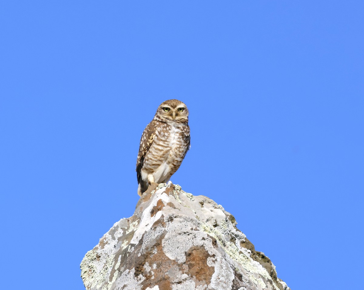Burrowing Owl - ML499414691