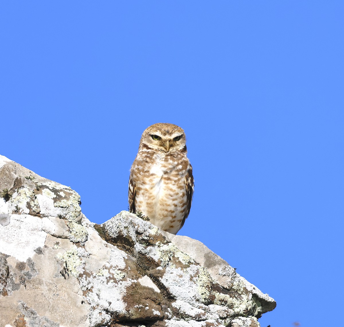 Burrowing Owl - ML499414711