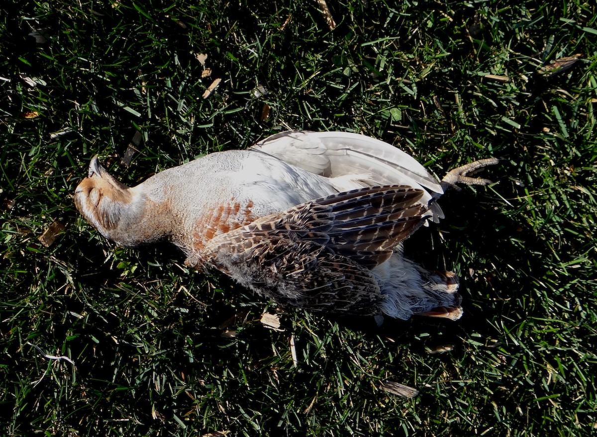 Gray Partridge - ML499416221