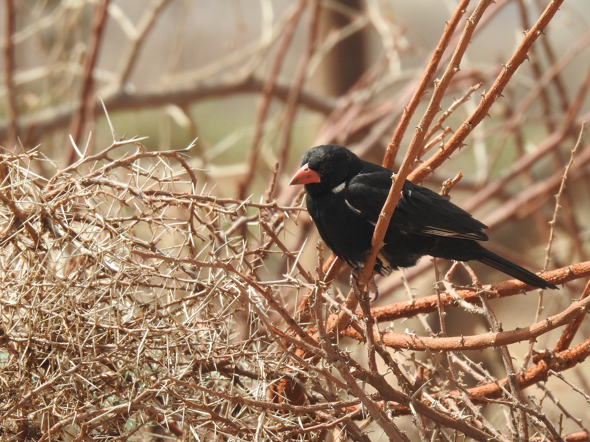 Red-billed Buffalo-Weaver - ML499416961