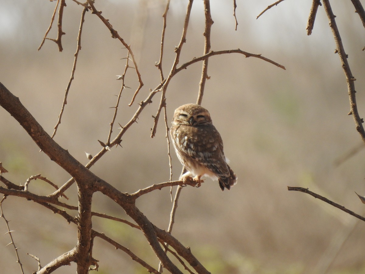 Little Owl (Abyssinian) - Abdulhakim Abdi