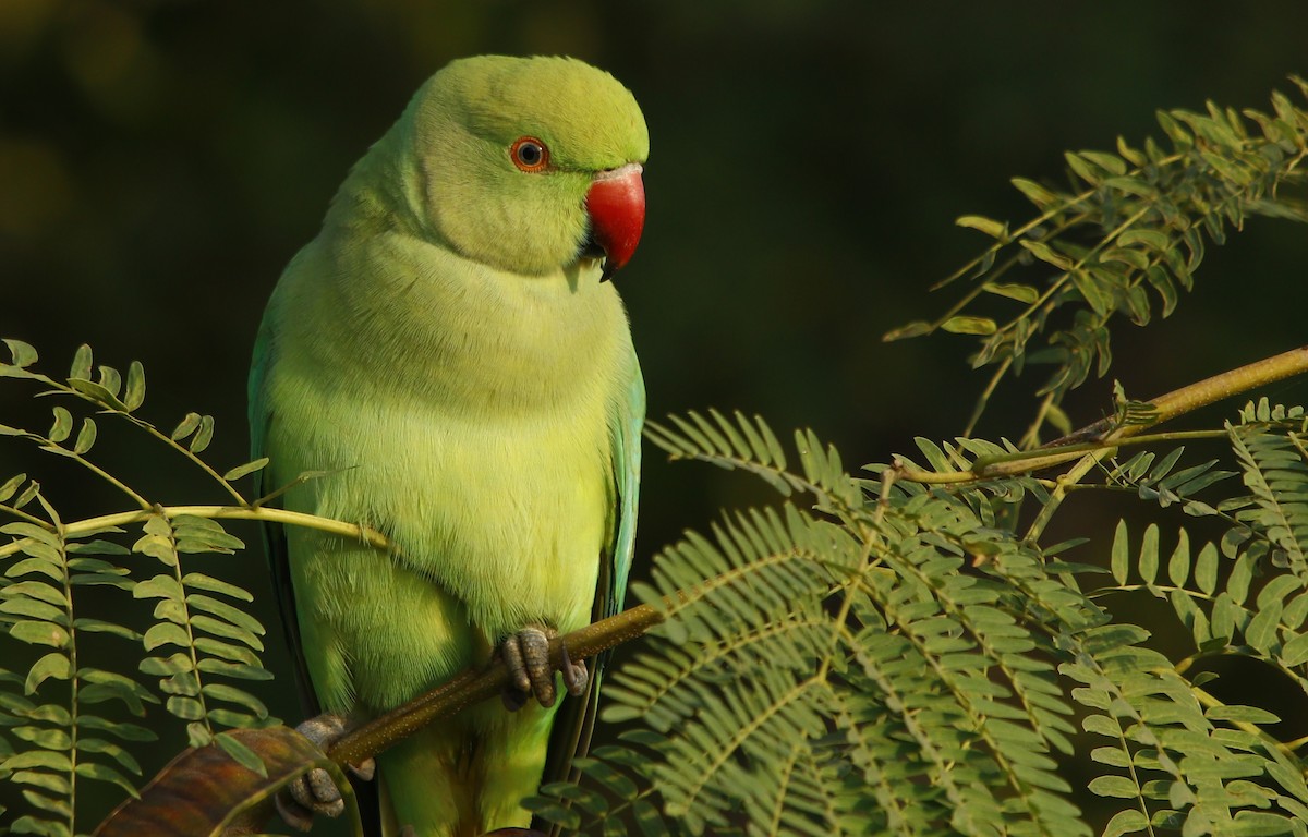 Rose-ringed Parakeet - Bhaarat Vyas