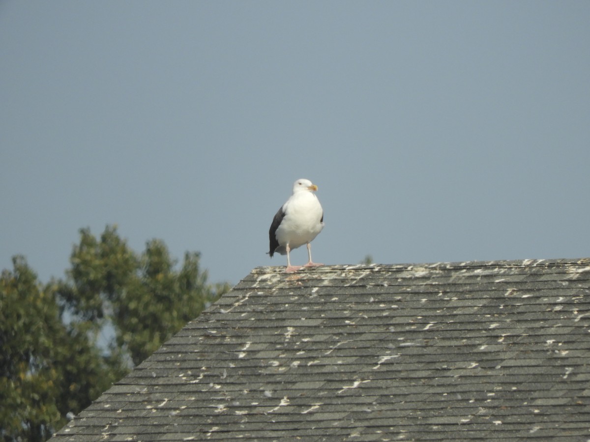 Great Black-backed Gull - ML499417931