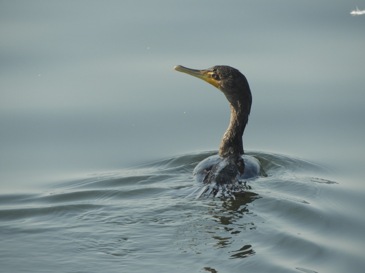 Double-crested Cormorant - ML499417981