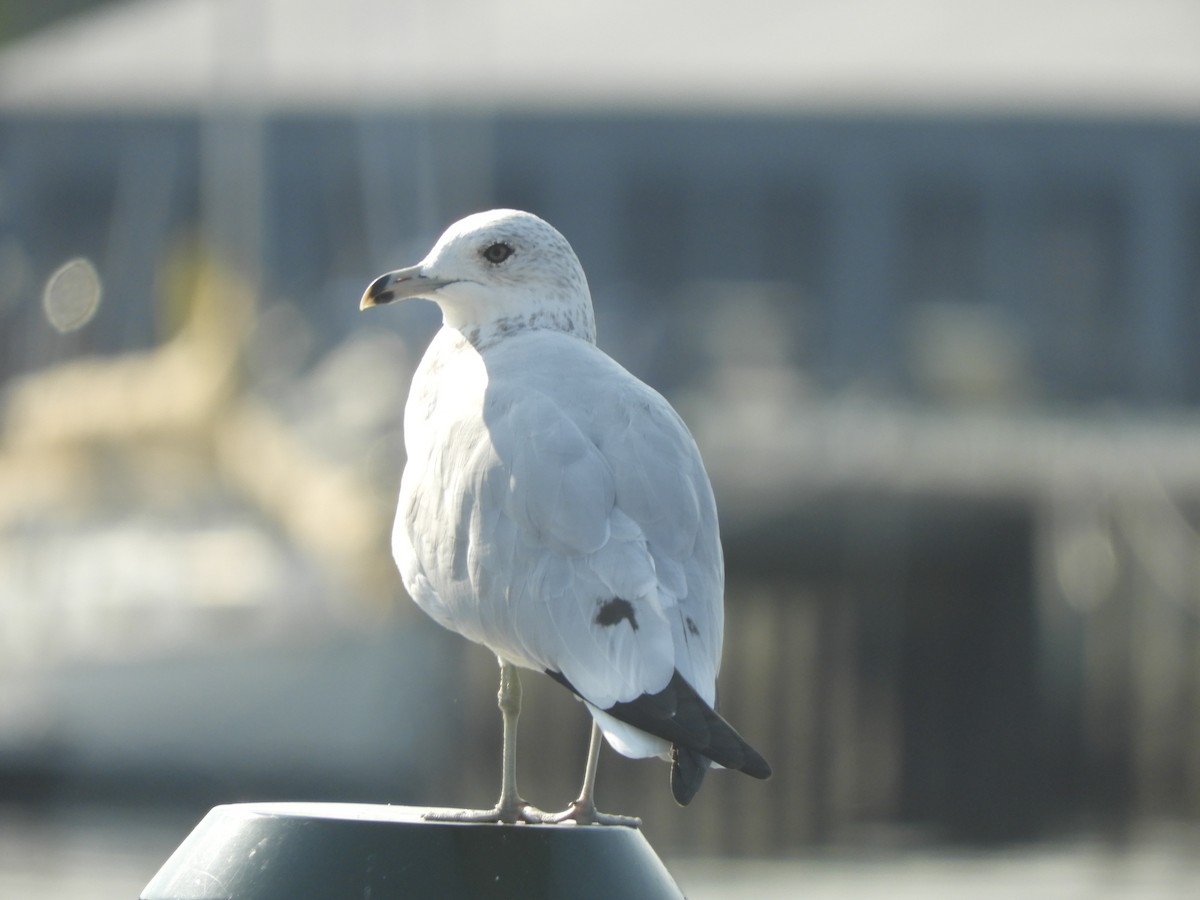 Ring-billed Gull - ML499418021
