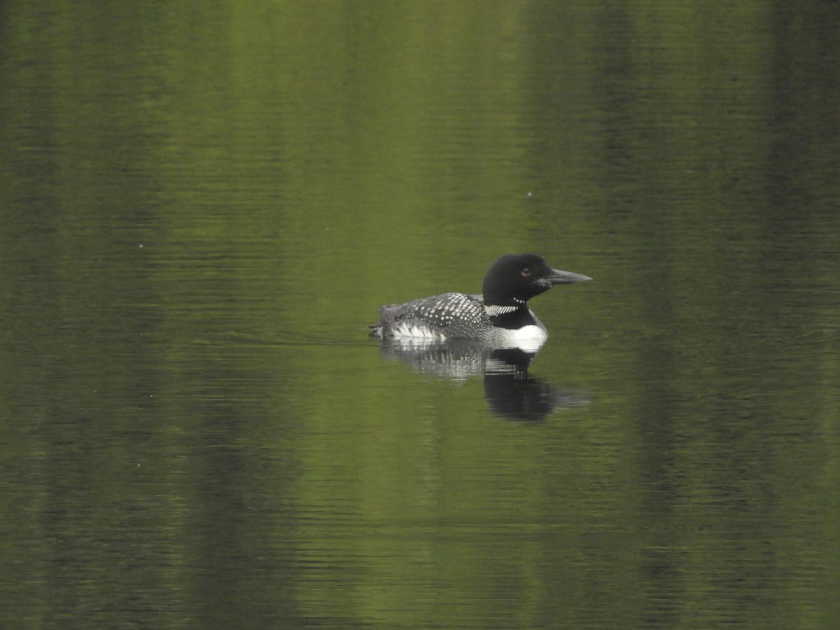 Plongeon huard - ML499418591