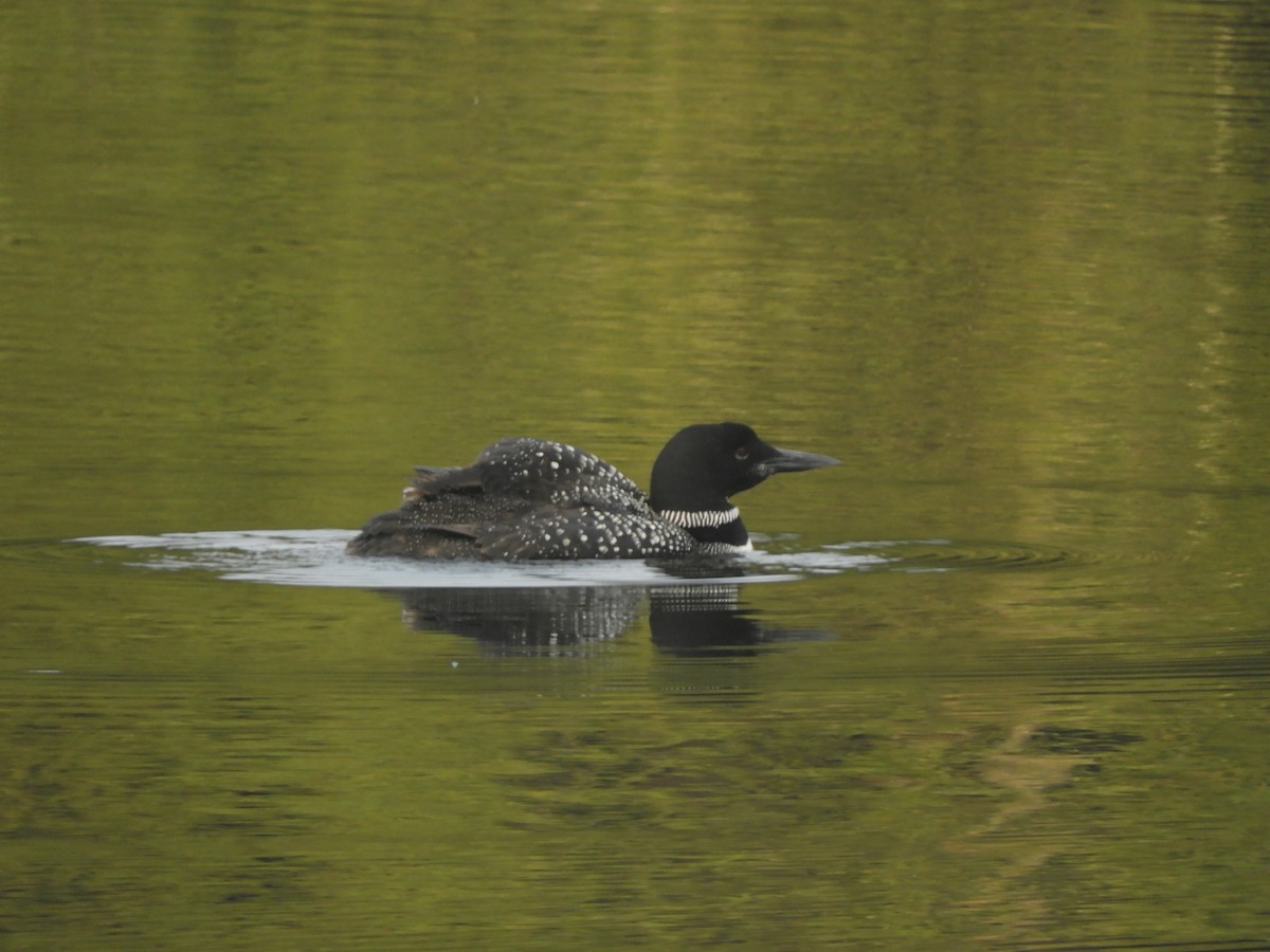 Plongeon huard - ML499418651