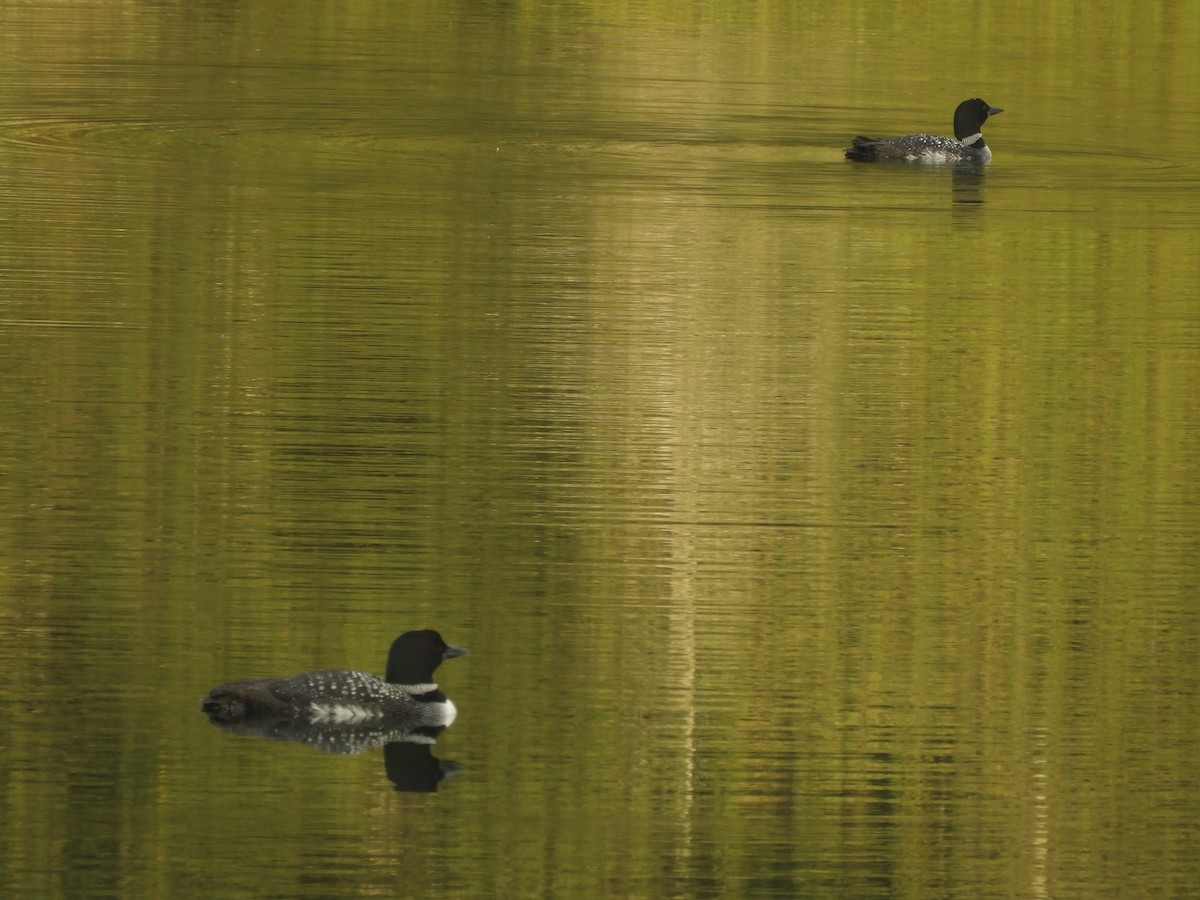 Plongeon huard - ML499418691