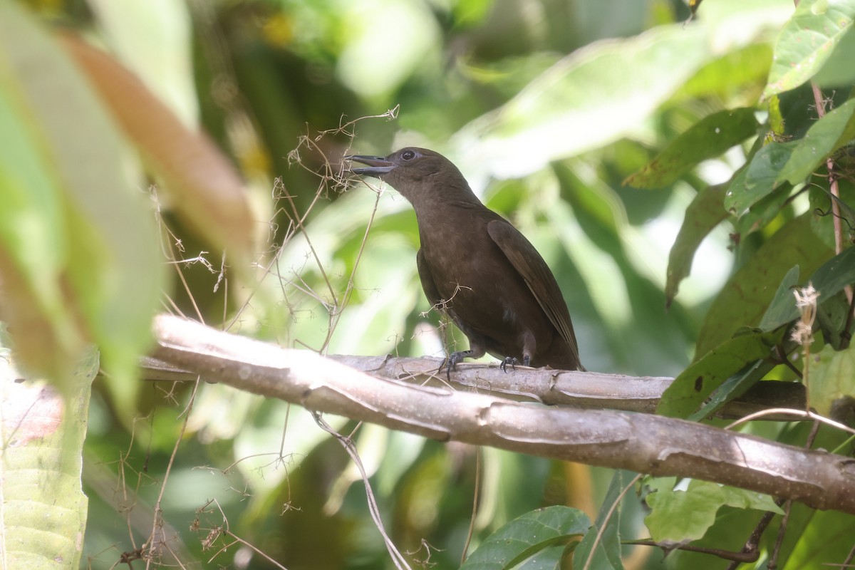 Halmahera Oriole - Brendan Ryan