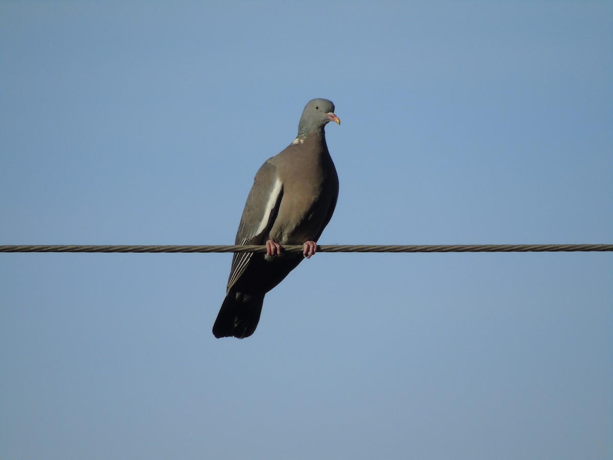 Common Wood-Pigeon - ML499421071