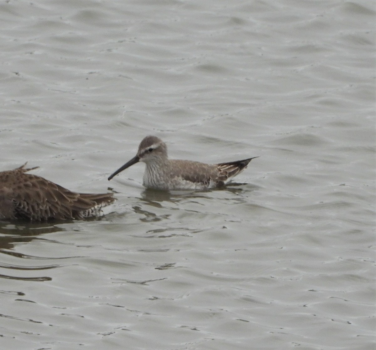 Stilt Sandpiper - ML499421481