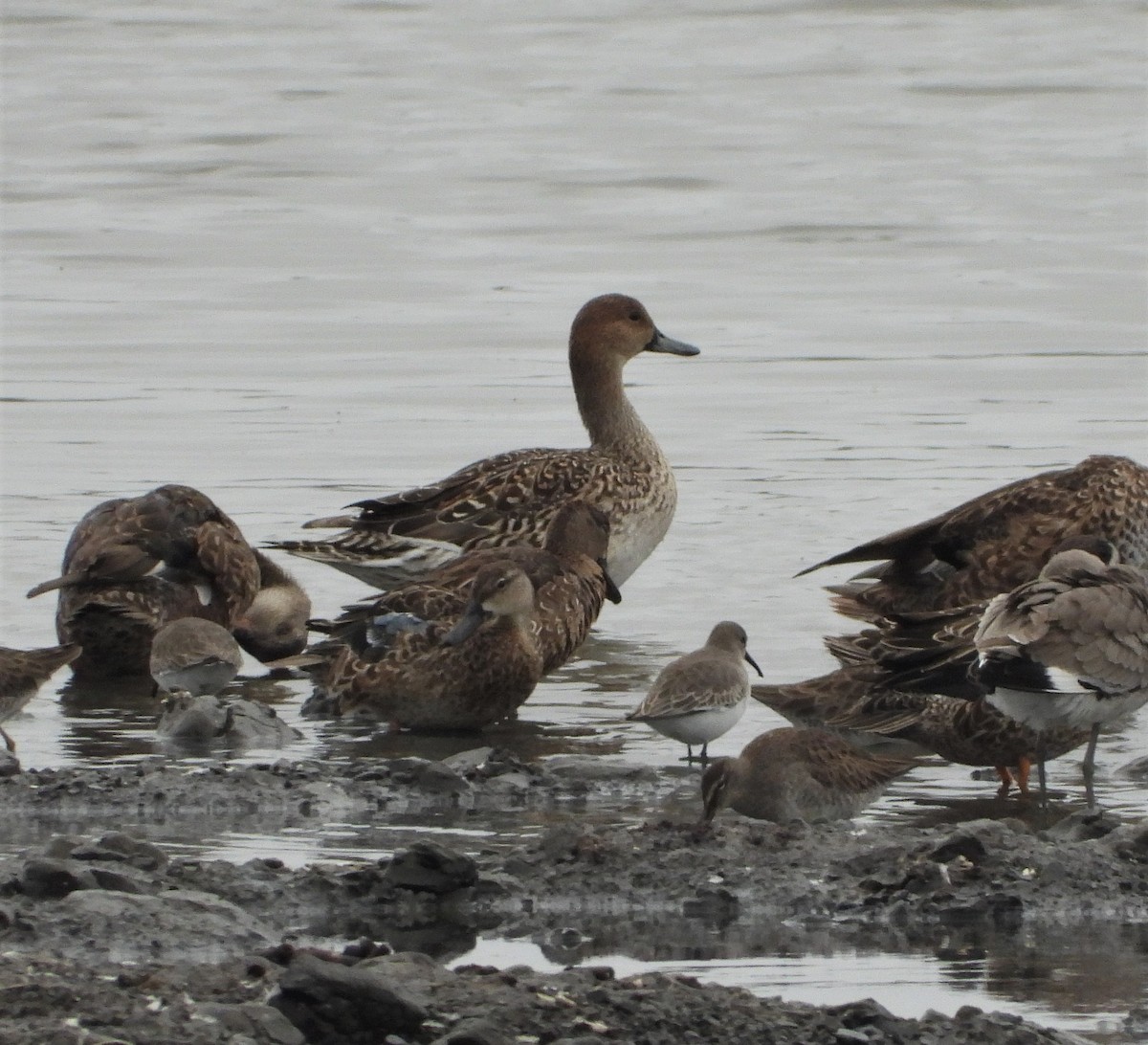 Northern Pintail - ML499421581