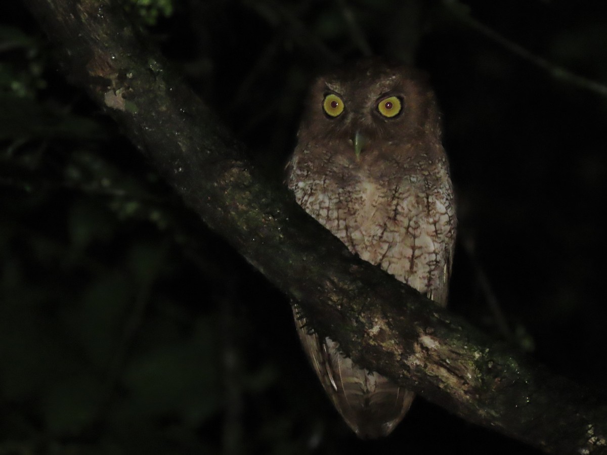 Foothill Screech-Owl (Roraima) - ML499422951