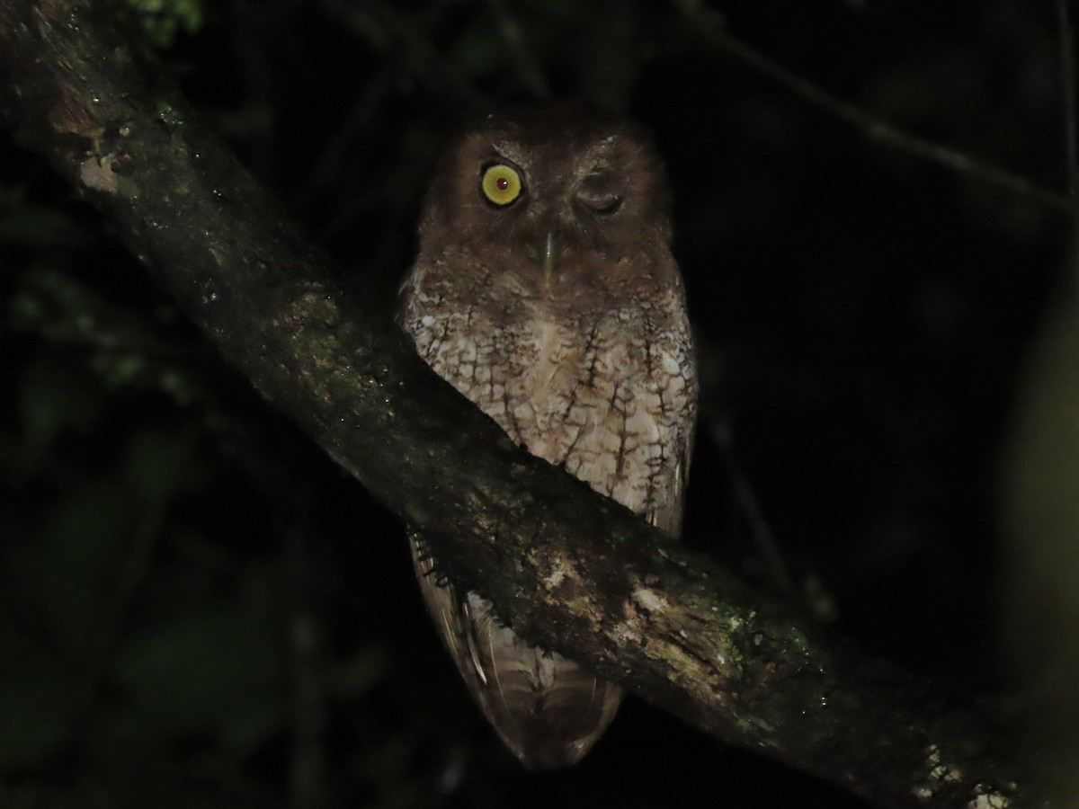 Foothill Screech-Owl (Roraima) - ML499422961