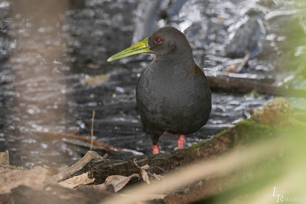 Blackish Rail - ML499427641