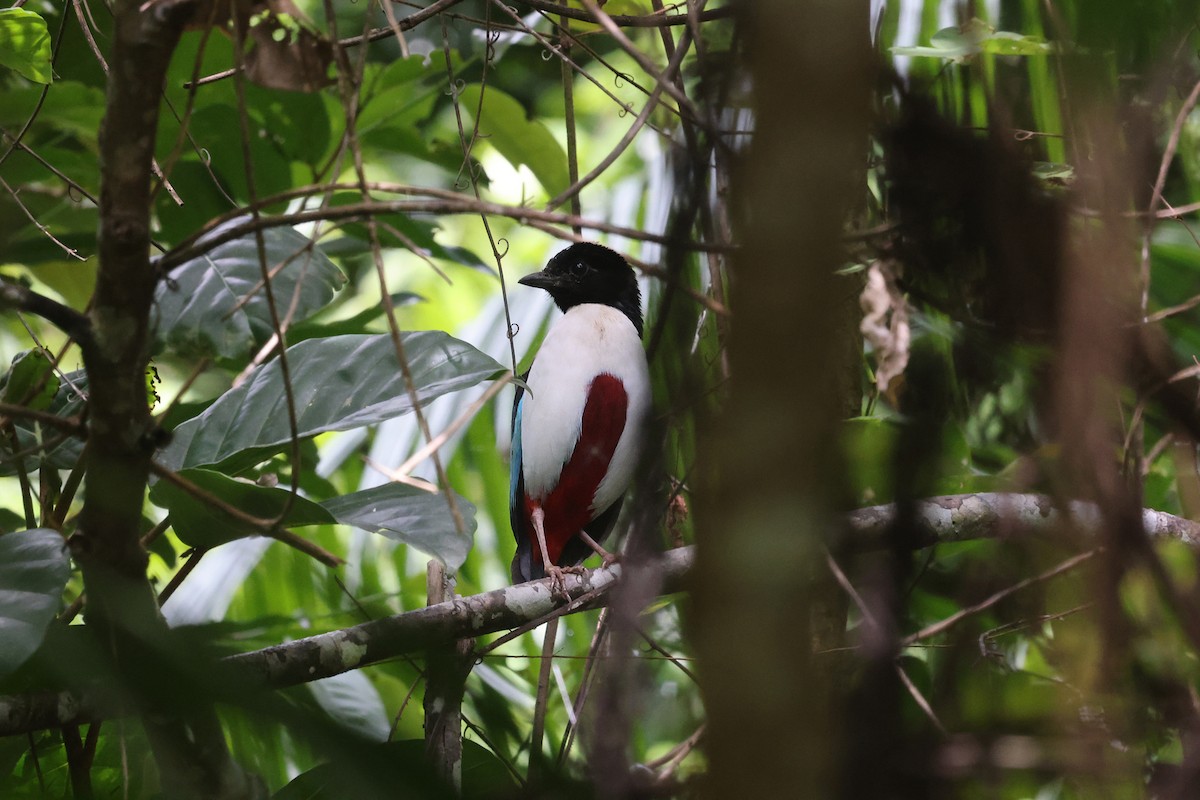 Ivory-breasted Pitta (Ivory-breasted) - ML499428571