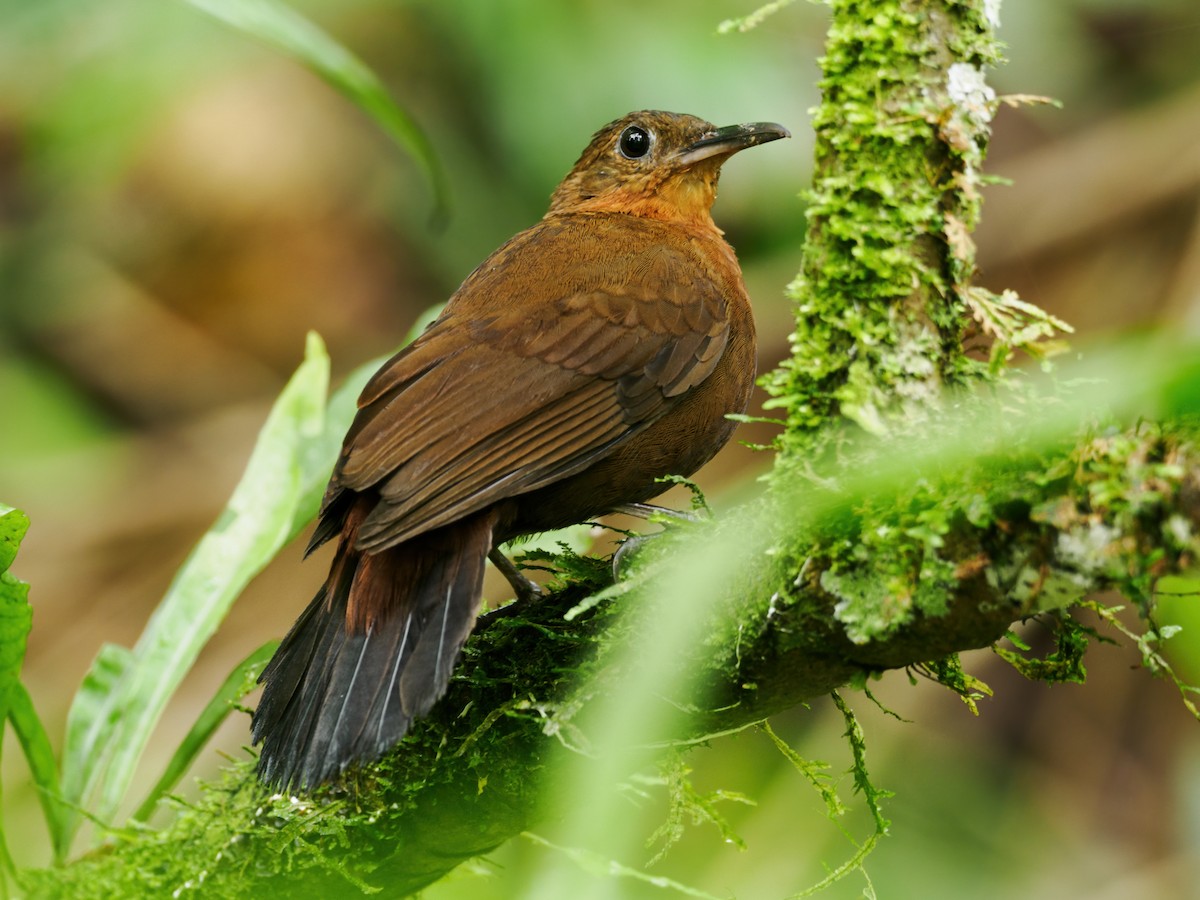 South American Leaftosser (Atlantic) - ML499428911