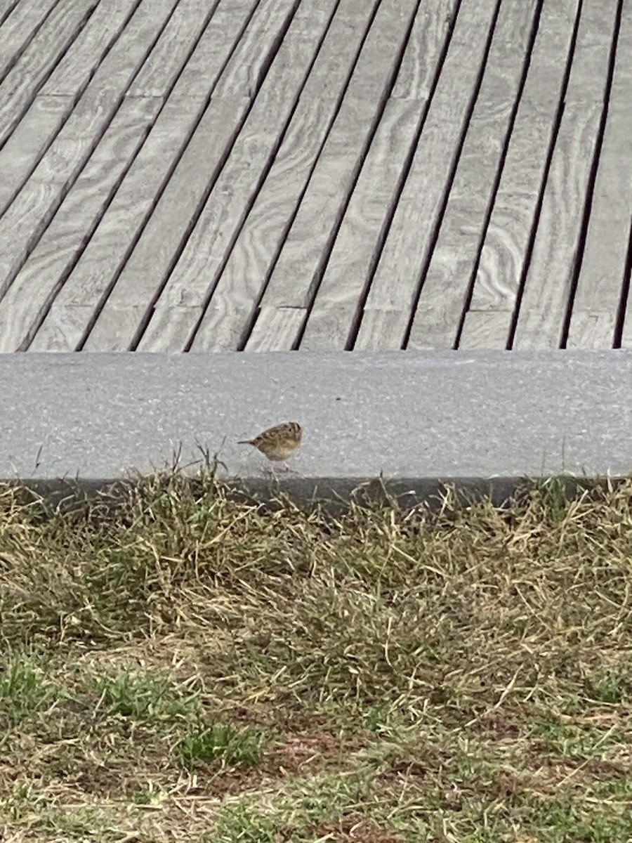 Grasshopper Sparrow - ML499429381