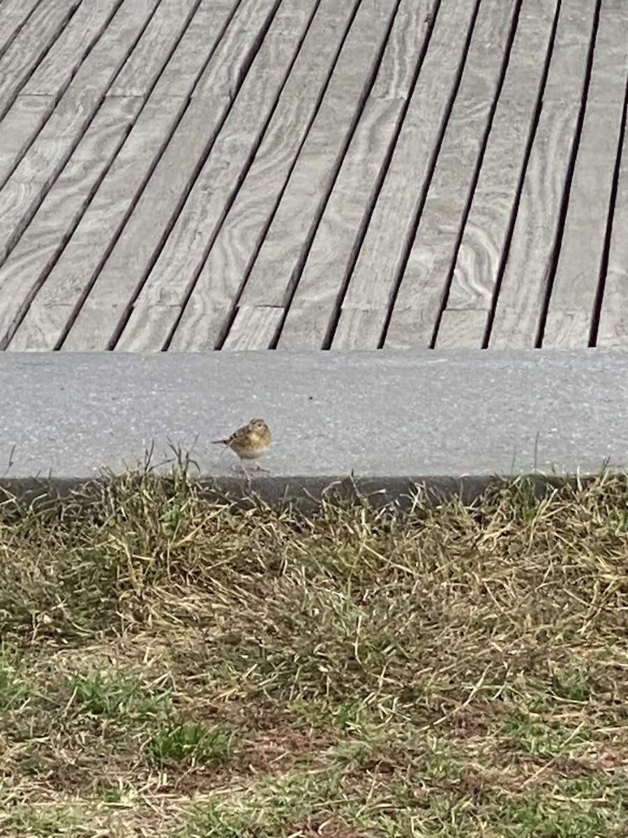Grasshopper Sparrow - ML499429391