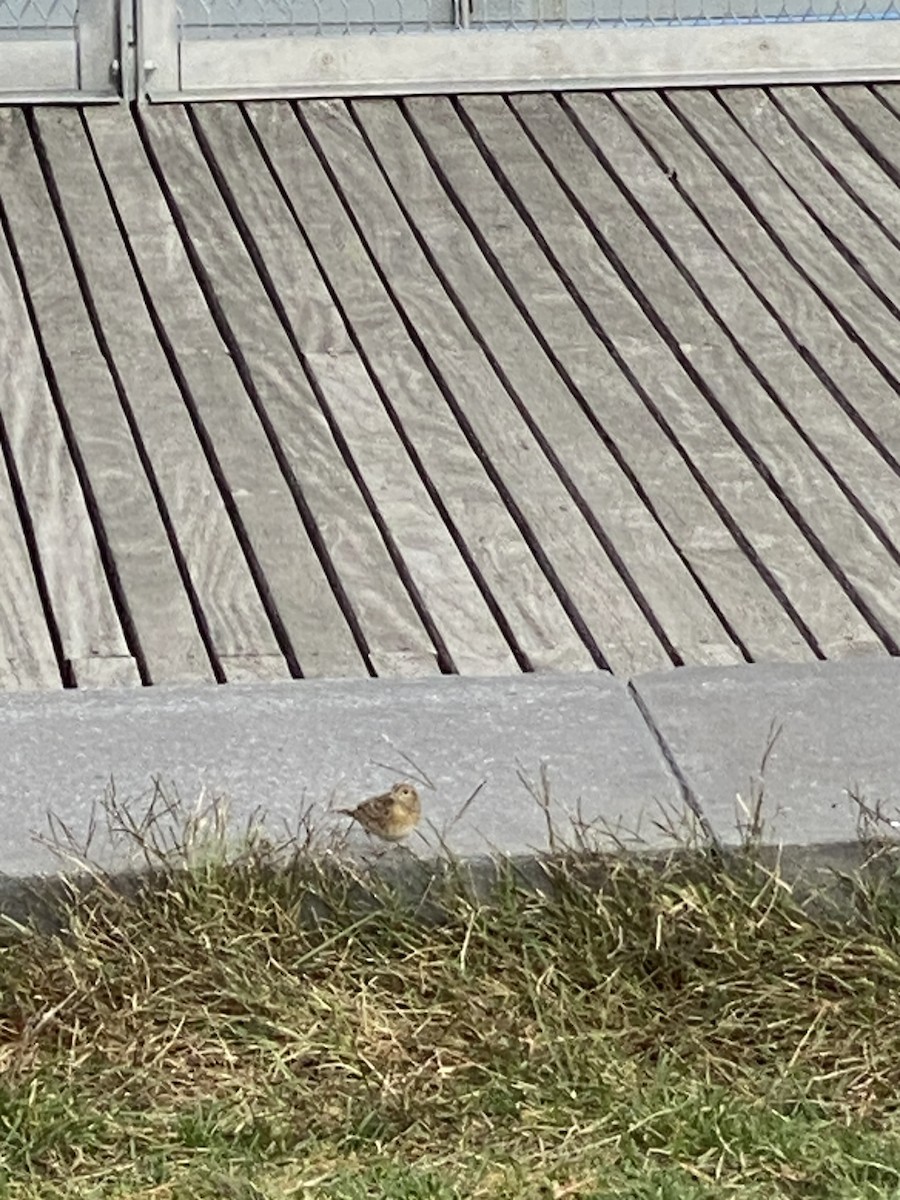 Grasshopper Sparrow - ML499429421