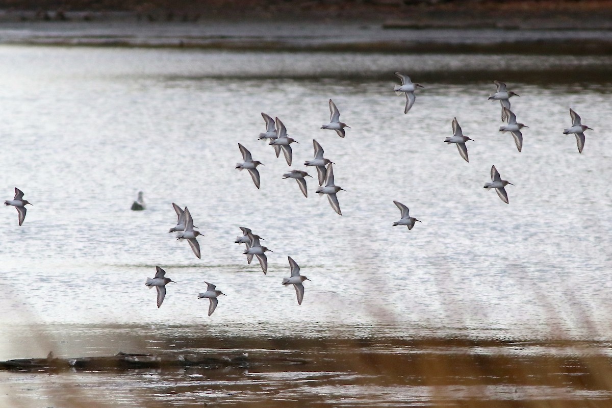 Dunlin - ML499429701