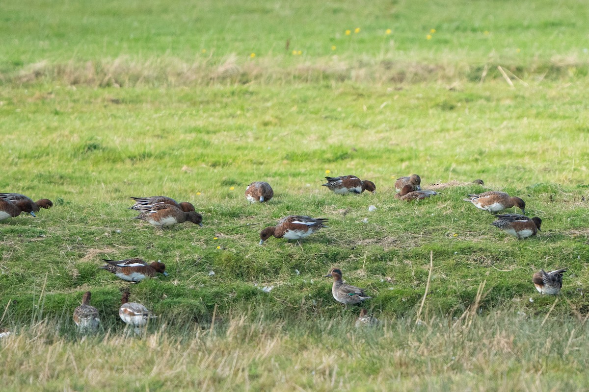 Eurasian Wigeon - Carsten Stiller