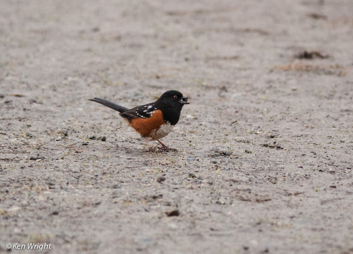 Spotted Towhee - ML49943131