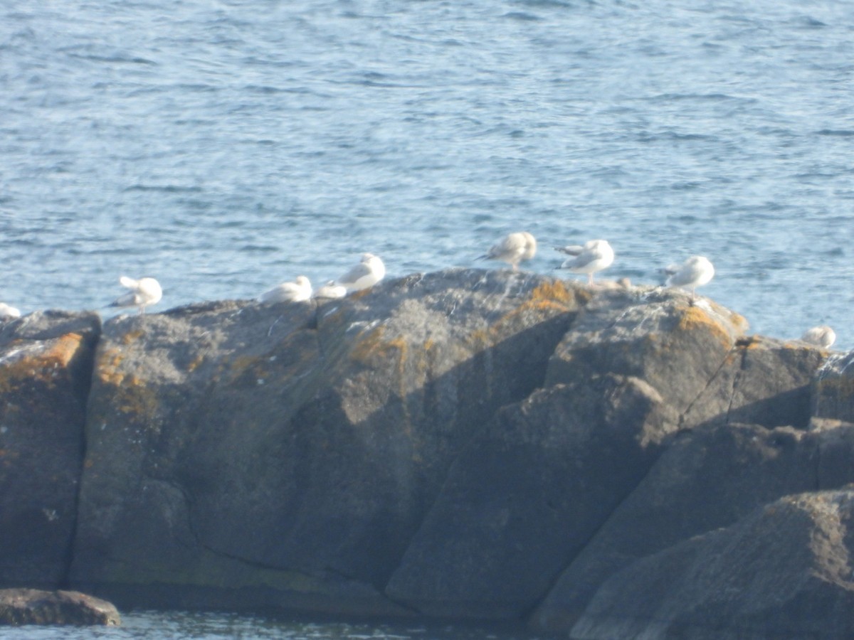 Herring Gull - ML499431311