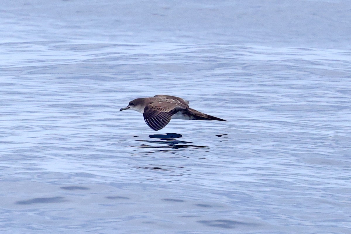 Wedge-tailed Shearwater - David McQuade