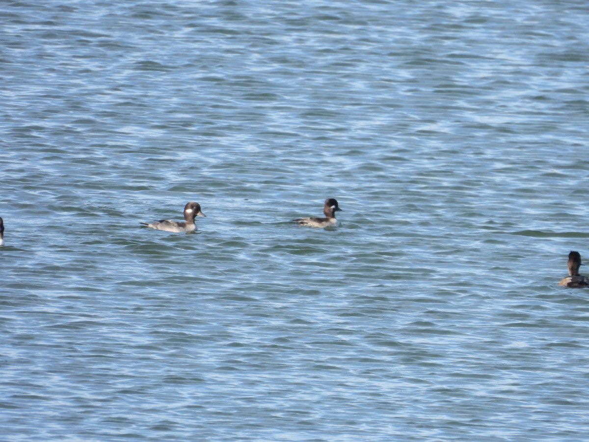 Bufflehead - Matthew Thompson