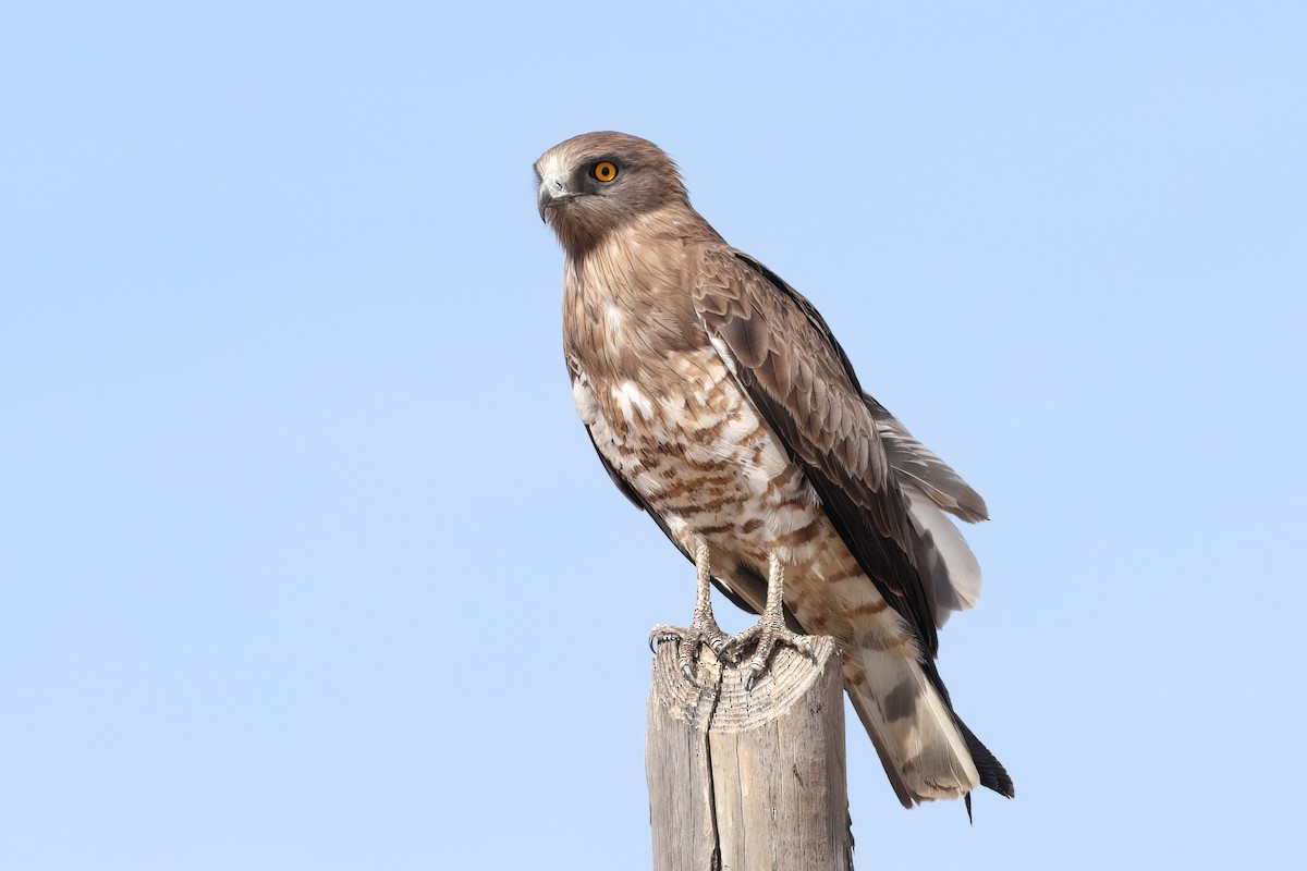 Short-toed Snake-Eagle - ML499431581