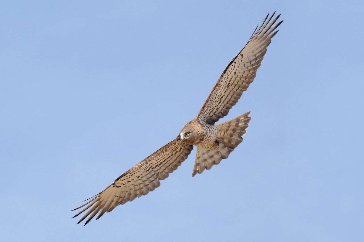 Short-toed Snake-Eagle - ML499431721