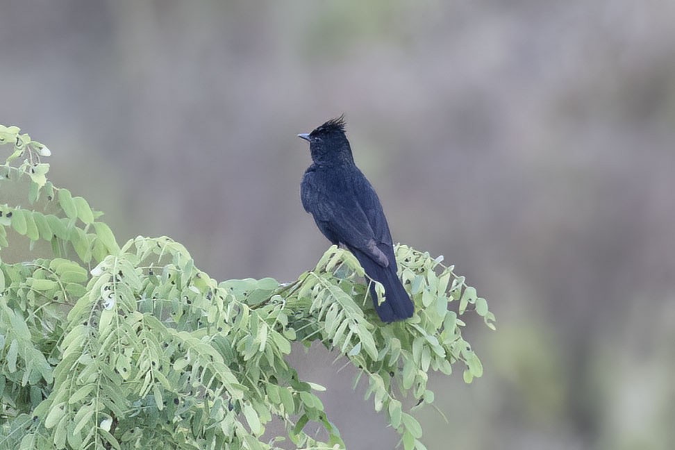 Crested Black-Tyrant - ML499432001